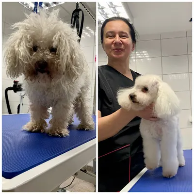 Zadbany Pies | Strzyżenie, trymowanie, pielęgnacja psów | Głogów